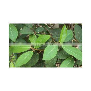 FICUS FACEMOSA photo-2