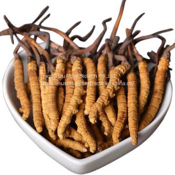 Cordyceps Sinensis Powder