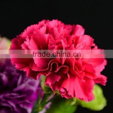 Bottom Price Bett Carnation Flowers Rose Red photo-4