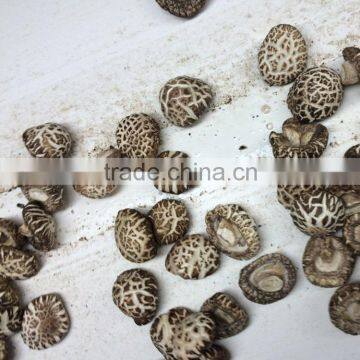 Shiitake Mushroom , Xianggu Mushroom , Maitake Mushroom photo-2