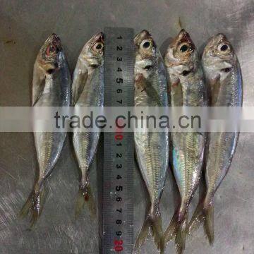 Horse mackerel scientific name Trachurus Japonicus