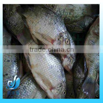 Frozen Small Black Tilapia Fish