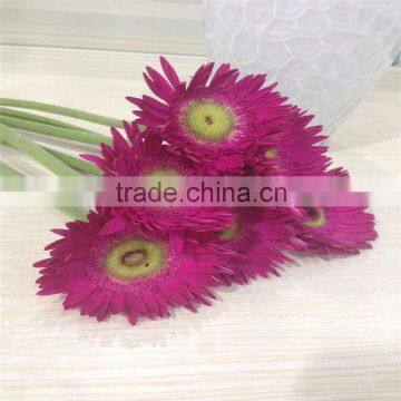 Real Fresh Gerbera Lower Price Beautiful Cut Flowers photo-5