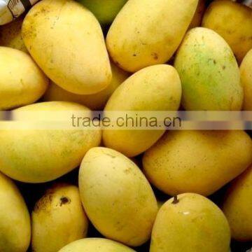 fresh pakistani mango