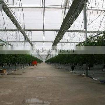 Red Color Fresh Tomato From Turkey photo-4