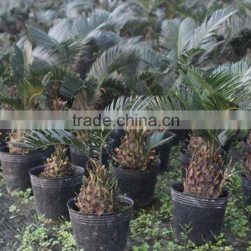 Ornamental palm for cycas revoluta plant for park