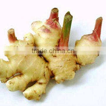 Ginger extract