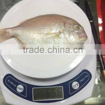 Frozen Red Snapper fish/Red Tilapia for market