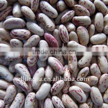 light speckled kidney bean