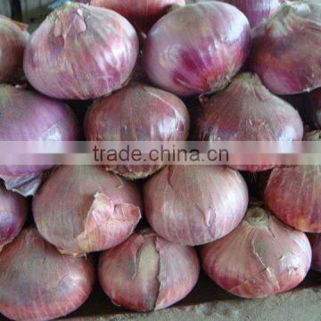 Fresh Onion Crop from Pakistan