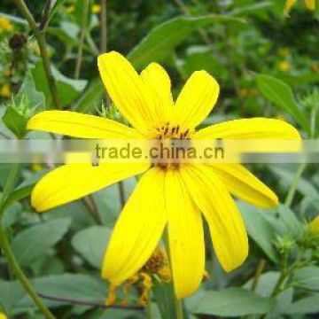 Qingdao BNP 95% organic natural Inulin/synanthrin from Jerusalem artichoke dietary fiber inulin powder