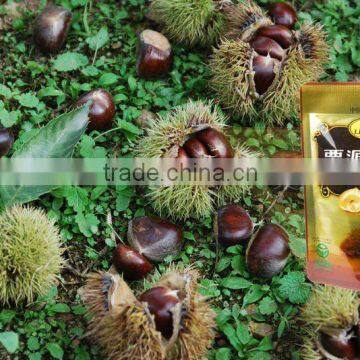 roasted chinese chestnuts