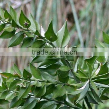 100% Natural Best Quality Ruscus Aculeatus P.E. photo-2