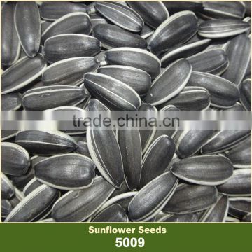 Big Size With White Strip Sunflower Seed 5009 With Competitive Price