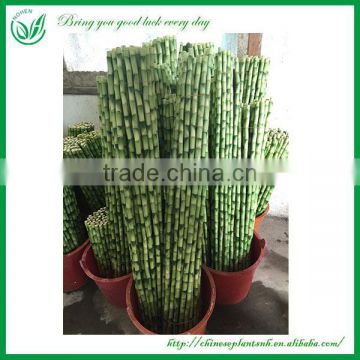 Ornamental Dracaena Sanderiana Spiral Lucky Bamboo