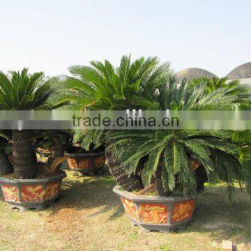 Cycas revoluta,big bonsai