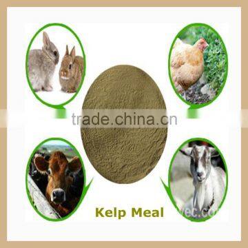 Animals Feed Supplement Kelp Meal