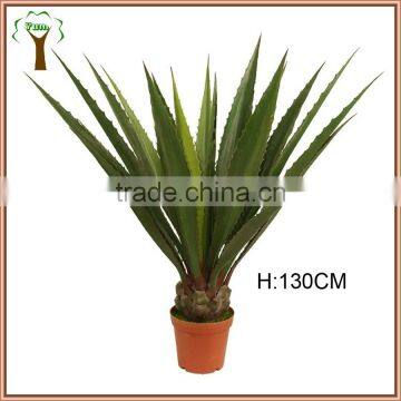 Big green screw sisal agave plant supplier