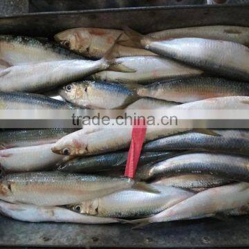 New Fish Sardine for Bait on Sale photo-2