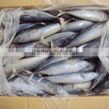 Frozen Whole Round Bonito Tuna photo-4