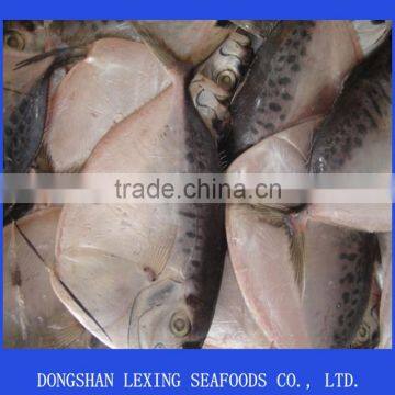 Good Quality Frozen Whole Round Moonfish