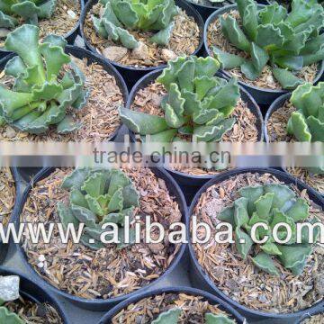 Adromischus cristatus