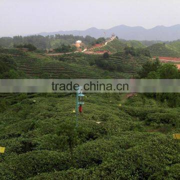 Organic EU Standard Chunmee Green Tea 9366 photo-5