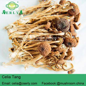Detan Agrocybe Cylindracea Fresh Mushroom photo-2