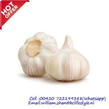 Fresh Garlic