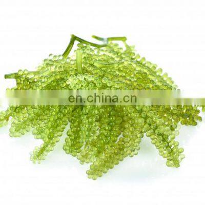 Sea Grapes High Quality Origin Vietnam/Dehydrated Sea Grapes photo-4