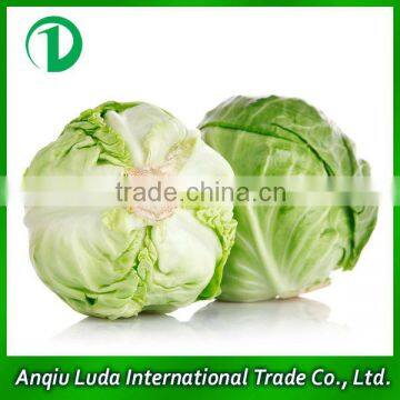 2013 Fresh Chinese Cabbage for Sales