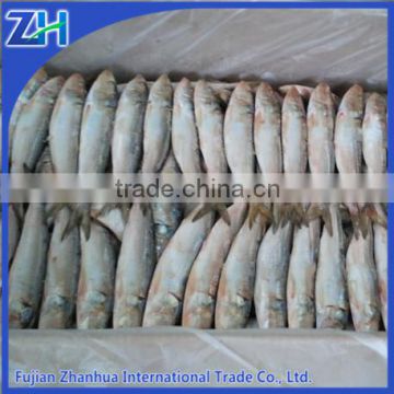 frozen fresh wholesale sardine fish sientific name Sardinella loniceps seafood on sale