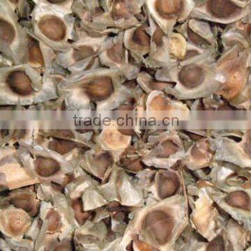 Moringa / Moringa Oleifera / Drumstick Tree / Horse Radish Tree - Agarharvest