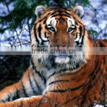 The tiger pattern cloth painting