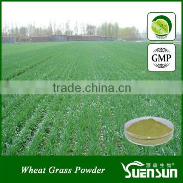 Best selling wheat grass juice powder with competitive price