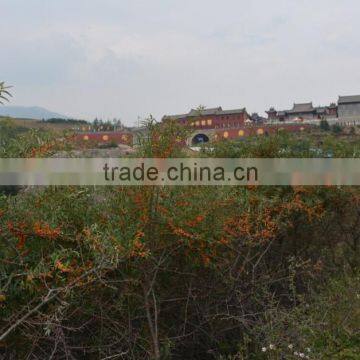 High-quality Seabuckthorn Fruit Oil,essential Oil, Wild Plant Oil photo-5