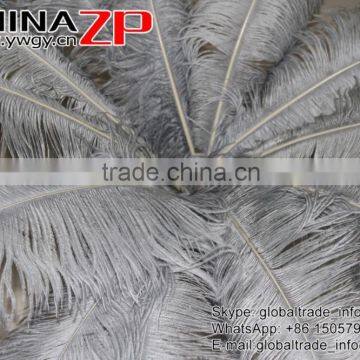 CHINAZP Factory Exporting Leading Bulk Sale Colored Stripped Silver Grey Large Ostrich Feathers for Weddings photo-5