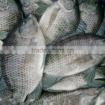 Best US farm raised tilapia fish