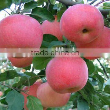 New Arrival Fresh Fuji Apple With Best Price Brand Yitian Sweet Fuji Apple photo-2
