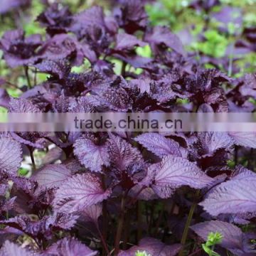 2014 Hot Sale Gardening Seeds Perilla Nankinensi Seeds For Growing