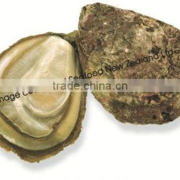 Live New Zealand Bluff Oyster