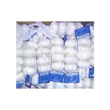 New Crop 5cm-6.5cm 20kg mesh bag pure white and normal white fresh garlic