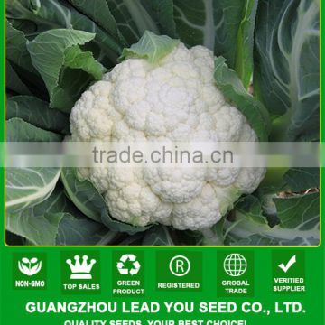 JCF11 Duola resistance to high temperature pure white hybrid cauliflower seeds f1