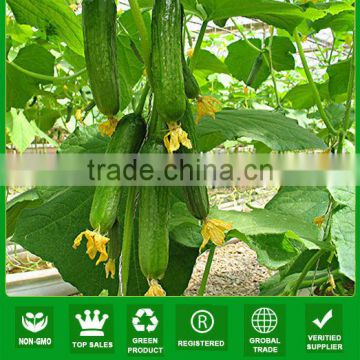 NCU10 Huanggua hybrid seed cucumber Parthenocarpy grow type hybrid cucumber seeds