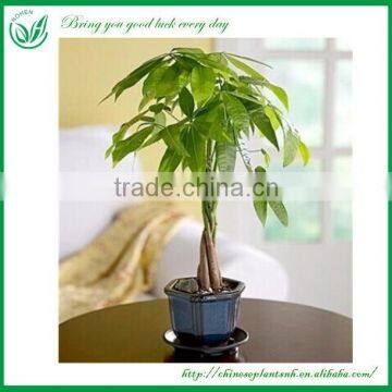 Mini Natural Indoor Plants