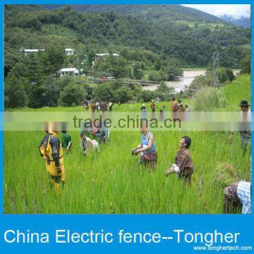 Electric Fencing For Chilken photo-3