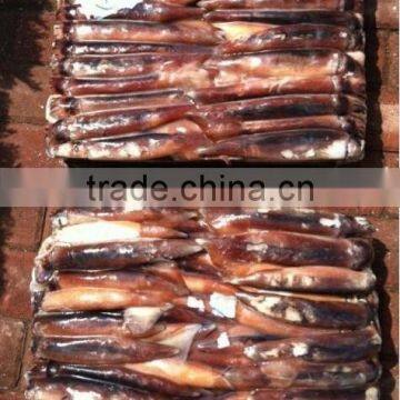 Iran Fish Illex Squid photo-2