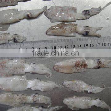 High Quality IQF Baby Squid photo-4