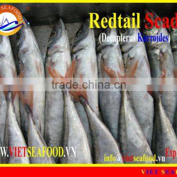 FROZEN W/R REDTAIL SCAD photo-4