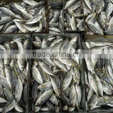 Supply Land Frozen Horse Mackerel for Canning /for Feed (trachurus Japnonicus) photo-3
